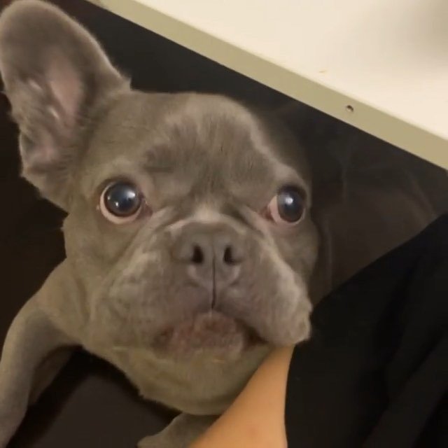 Yummy! Yummy!
👉 @bluelue_frenchie
.
.
.
#frenchievideo #frenchievids #puppyvideo #puppydogvideos #puppiesrule #frenchiesofinstagram #cutepuppyvideos #stella_and_friends bit.ly/2VanCGU