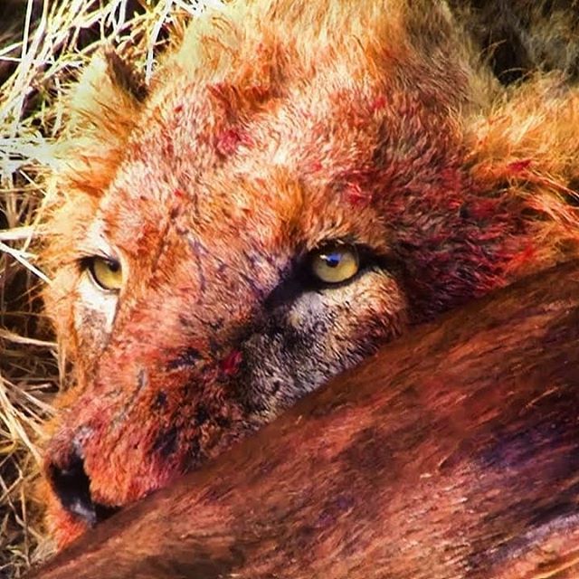 Robtheranger's tweet photo. Archive #Mapogo footage published on #youtube today! Watch Mapogo #lion Mr. T feeding on a #buffalo here: https://t.co/w93R2sVR6x .
.
.
#instalion #lionsofInstagram #africanimals #africansafari #southafricanwildlife #southafricanyoutuber #YouTubeZA #lionking #MrT #wildlife #wu_… https://t.co/TpjHVH8RrI