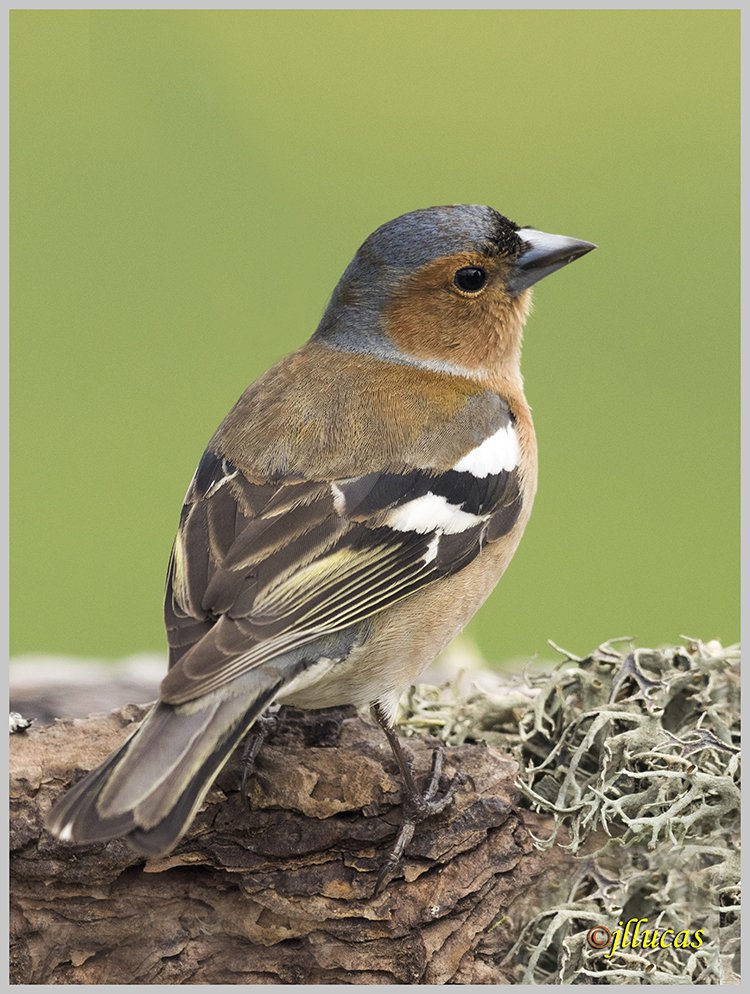 Pinzón vulgar
(Fringilla coelebs)