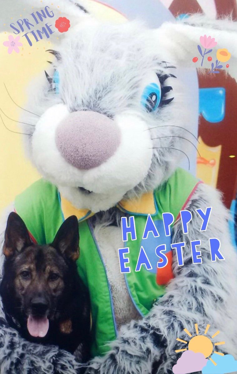 #HappyEaster from everyone here at American Cold Nose Patriots. #K9 #Military