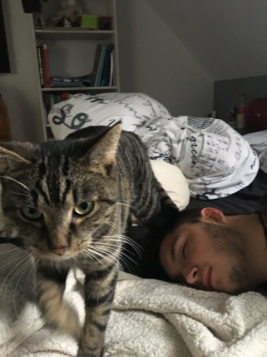 michielsfemke's tweet photo. REGIO RIJMENAM EN OMSTREKEN

Mijn kat is al 3 dagen niet thuis gekomen en dit is zeker niet van zijn gewoonte, heeft iemand hem misschien gezien? Hij luistert naar de naam “Pip”. 

Plies retweet!! https://t.co/HvL5YoUS1v