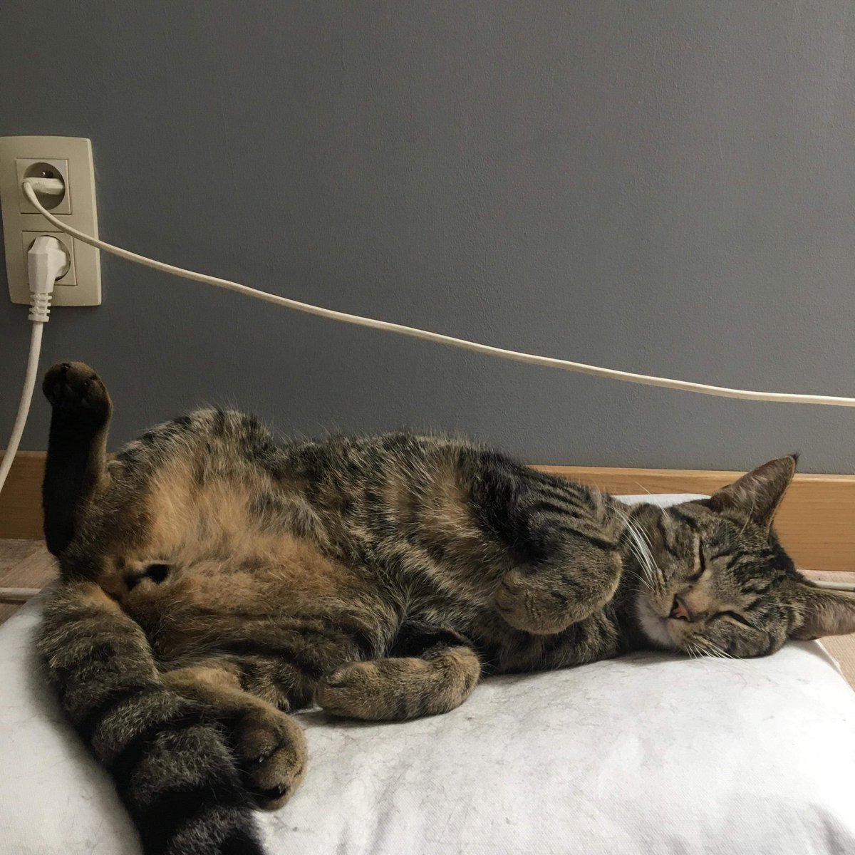michielsfemke's tweet photo. REGIO RIJMENAM EN OMSTREKEN

Mijn kat is al 3 dagen niet thuis gekomen en dit is zeker niet van zijn gewoonte, heeft iemand hem misschien gezien? Hij luistert naar de naam “Pip”. 

Plies retweet!! https://t.co/HvL5YoUS1v