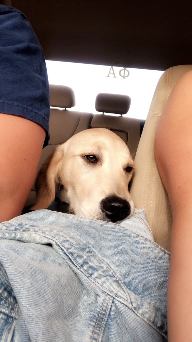 hayleyharper93's tweet image. Looking at new cars because Remi gets car sick in my car only! Hers need a bigger back seat #dogmomprobs