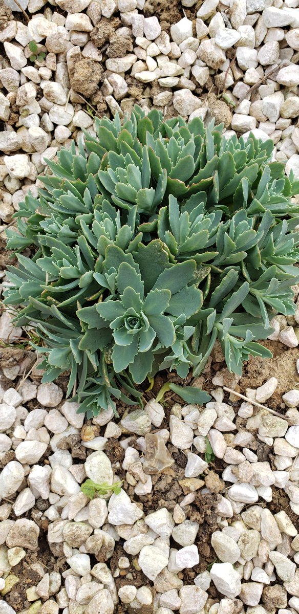 Plante Grasse à Fleurs Sélection Des Plus Belles Plantes