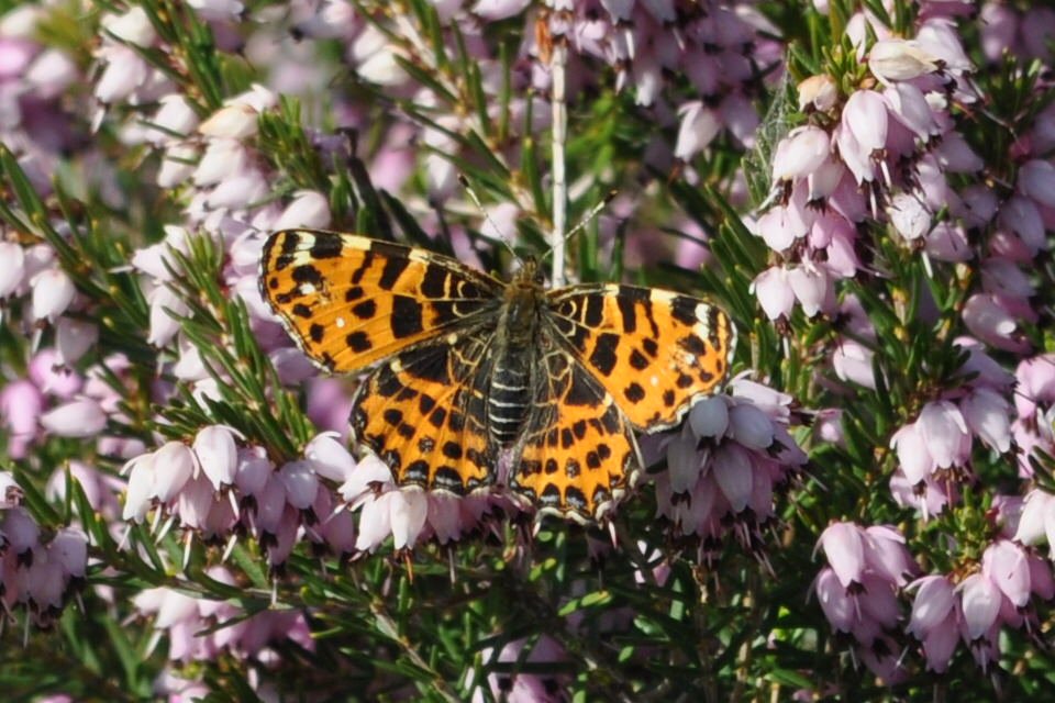 ritavanhullebus's tweet photo. Ik heb vandaag voor de eerste keer de voorjaarsvorm van #Landkaartje op bezoek gehad!! 😊 #Araschnia_levana #Map_Butterfly https://t.co/iZVtXw3iU3