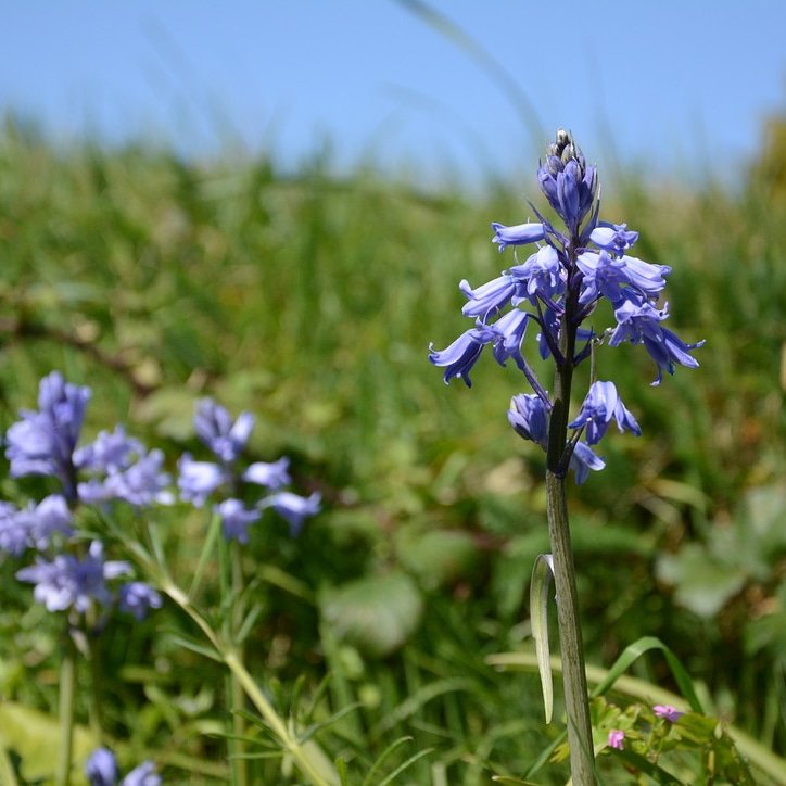MichaelJecks's tweet photo. Walking the dogs
#bluebells #writerslife #writing #writer #author #authorslife #amwriting #walkingthedog #dartmoor #Devon #CrusadesSeries #PilgrimsWar #bloodymaryseries #amissedmurder #vintenertrilogy #templarseries #Devonwalks #devonscenes #devonviews https://t.co/pPtpetfxal
