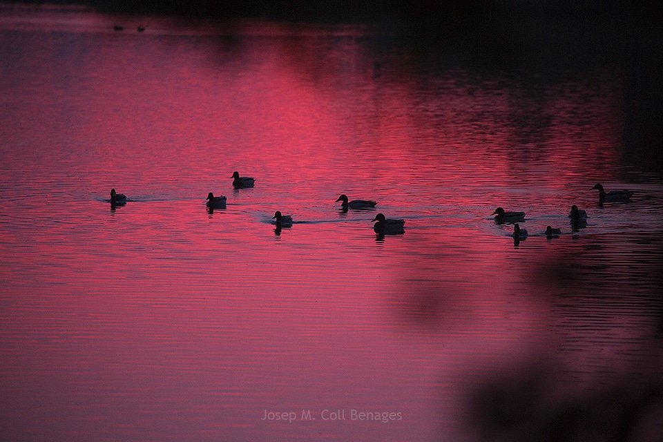 Amb les primeres llums del dia la fauna del parc ja es comença a activar. Uns quants ànecs surten a nedar. Parc Natural dels Aiguamolls de l'Empordà,  abril 2019.