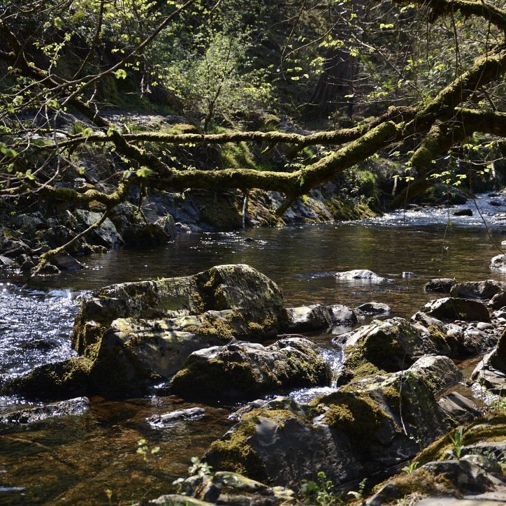MichaelJecks's tweet photo. #amwriting #walkingthedog #dartmoor #Devon #CrusadesSeries #PilgrimsWar #bloodymaryseries #amissedmurder #vintenertrilogy #templarseries #Devonwalks #devonscenes #devonviews #riverside #stream #hillside #author #authorsoftwitter #writerslife #writing #writer #writersoftwitter https://t.co/UUvU77RbKx
