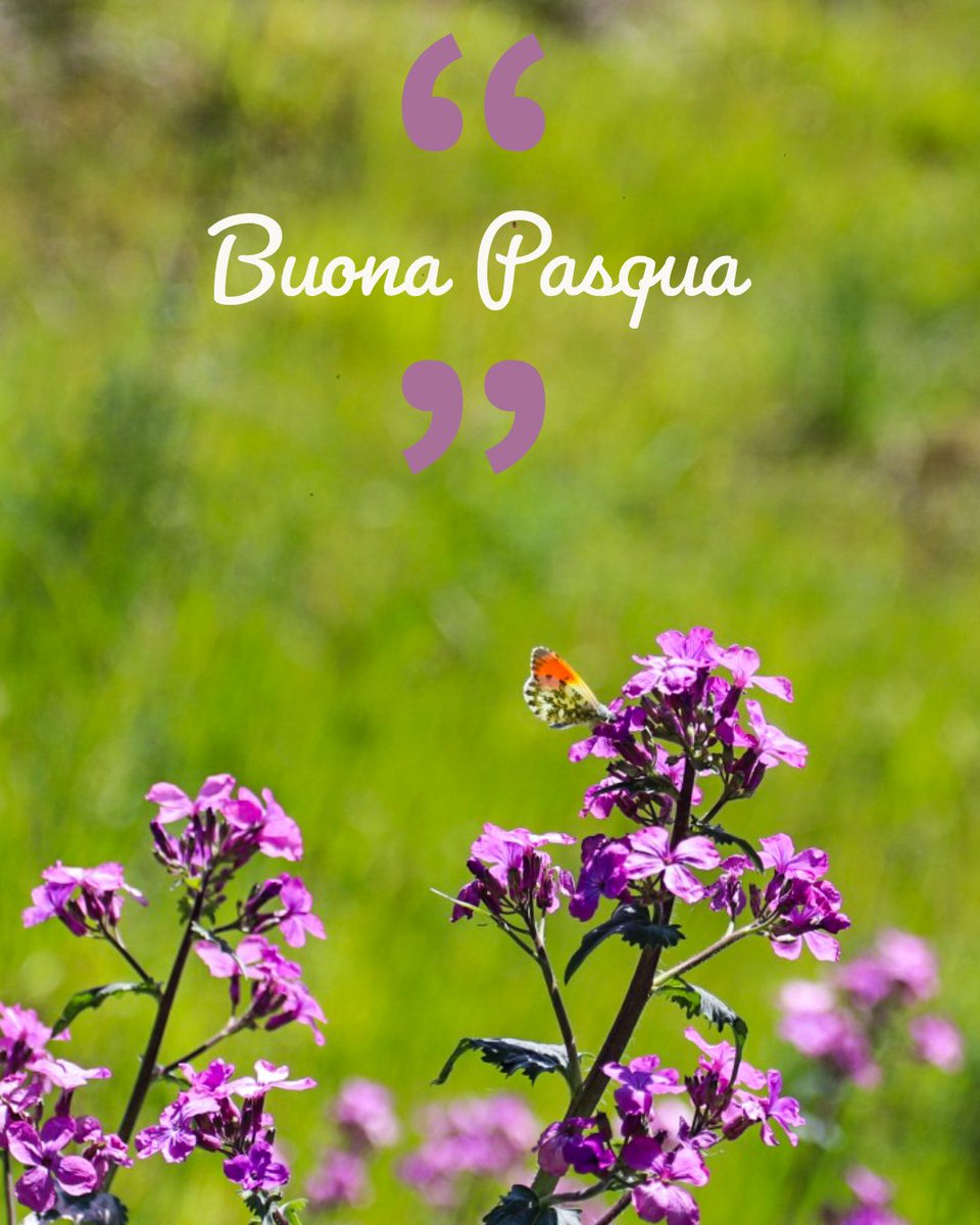 #BuonaPasqua dalle campagne di #sangimignano
#HappyEaster #pasqua2019 #shareyoursangi