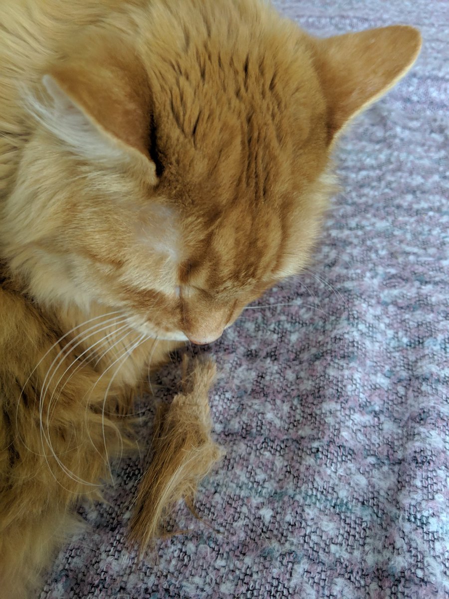 lindzgoss's tweet photo. I got it!!!! #Caddy #matisgone #looksperfectagain #nobloodloss #heispissed #sorryCaddy 😾😽 https://t.co/AVDGSQPYLd