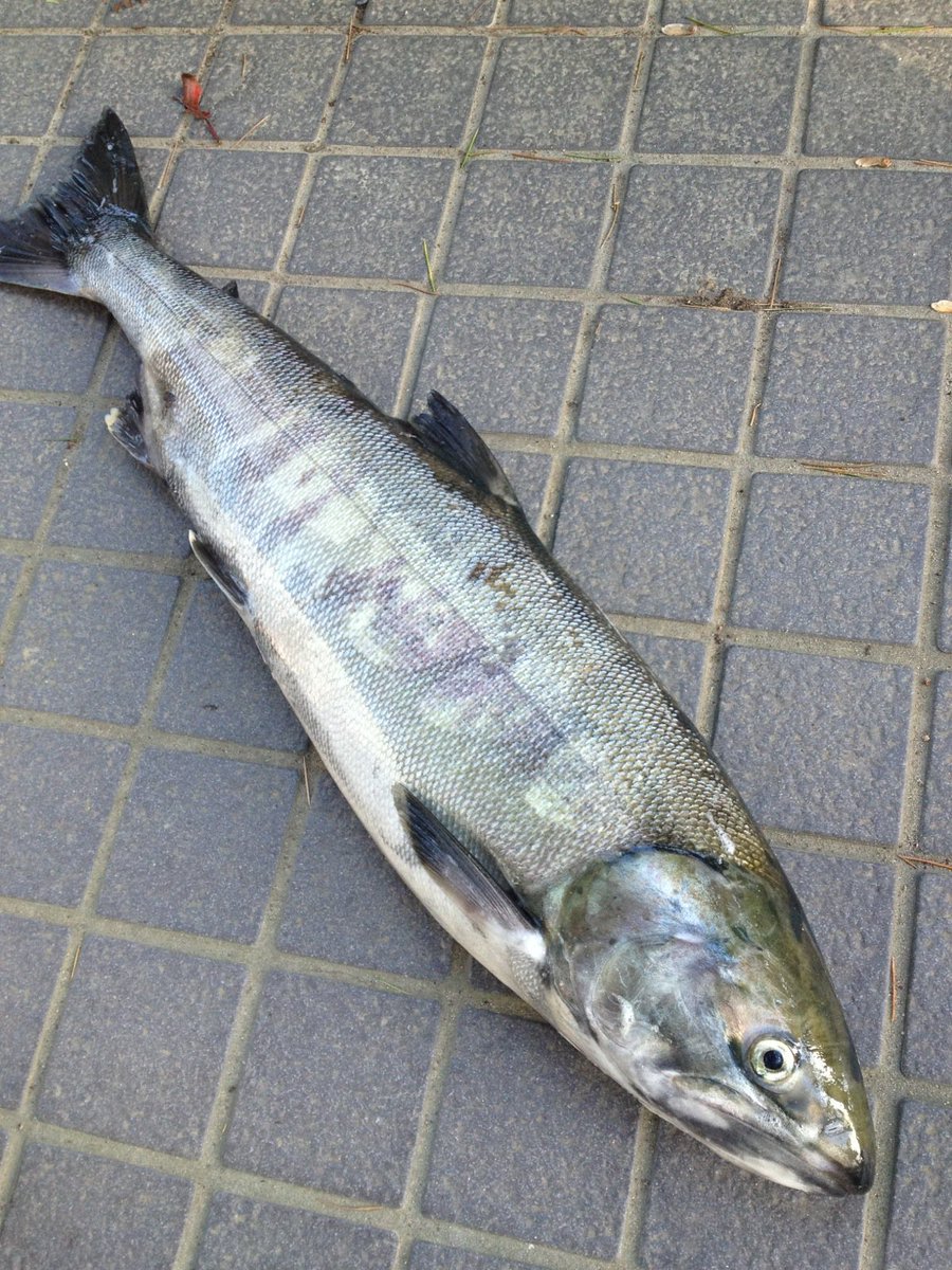 鮭注意 夜中なので新潟の鮭の漁の船に乗せてもらったときに貰った鮭と切り身の画 ととまめのイラスト