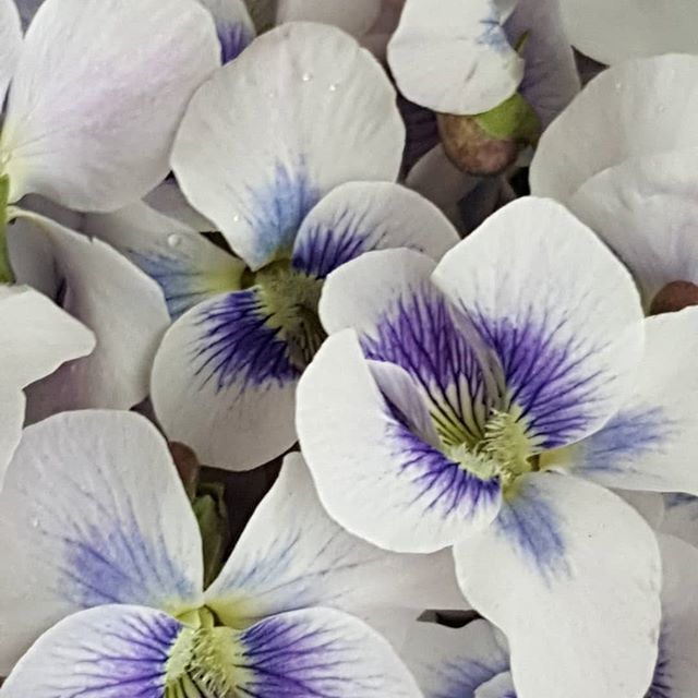WillowMoonHerbs's tweet photo. Elegant white violets are a treasured sight each spring! Traditionally, in the Language of Flowers, white violets symbolize "innocence". #willowmoonherbals #violets #springviolets #violetsofinstagram https://t.co/Rzh0DDoJwx https://t.co/5RRrYFiDng
