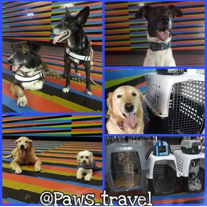 Paws_travel tweet media