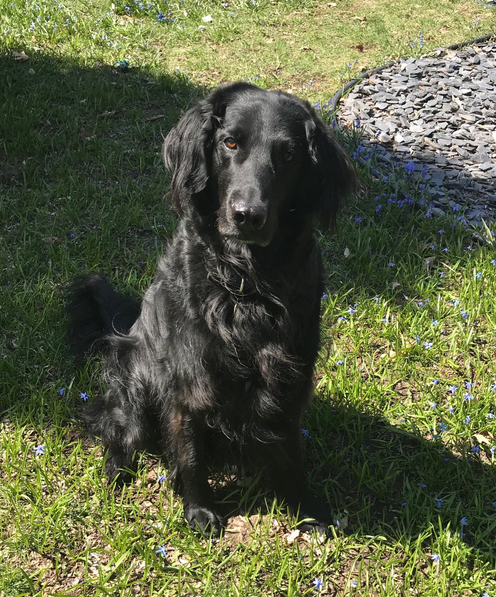 SunshineScot's tweet photo. #missingthesnow #stillagoodboy #flatcoatedretriever https://t.co/EHH8t93edI