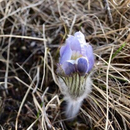 Happy Easter from the parkland.