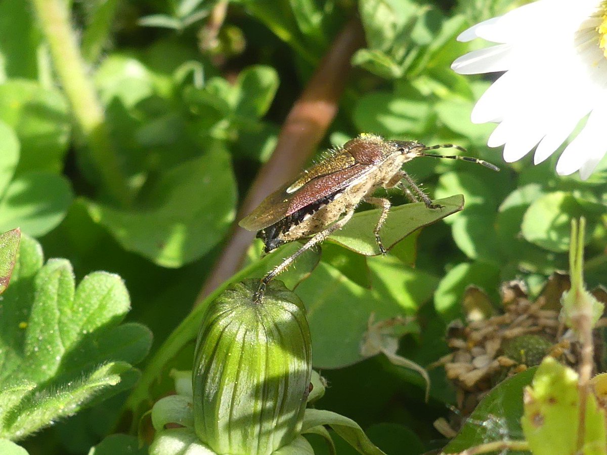 Wild_NEScot's tweet photo. Checking the next door garden for #pollinators, several unidentified hoverflies, one wasp, some very fast green leaf beetles and two extremely obliging Hairy Shield Bug #wildflowerhour #polinatorpals #amateurentomology #shieldbugsoftheuk https://t.co/cI4QMf3jWb