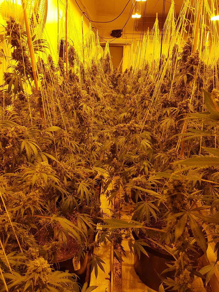 🐣🥕🐰Happy Easter, Everyone!🐰🥕🐣

🥳We hope the Easter Bunny is bringing you some frosty nugs in your baskets this year🤩

Here’s a peek 👀behind the Spady♠️Bud curtain! Welcome to the #GrowHouse! 🤫🤐㊙️

#SpadyBud #BestQualityGardens #BQG #Cannabis #Marijuana

I502 Compliant.