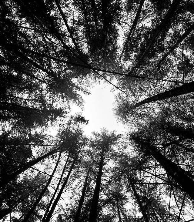 RichMonochrome's tweet photo. Fallen Tree #bennachie #lowlands #aberdeenshire #scotland #andyandrichgethitched #andygetsrich #blackandwhite #monochrome https://t.co/kIyZo5lRPp