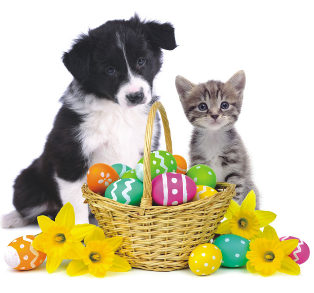 Pet Diet Designer tweet media