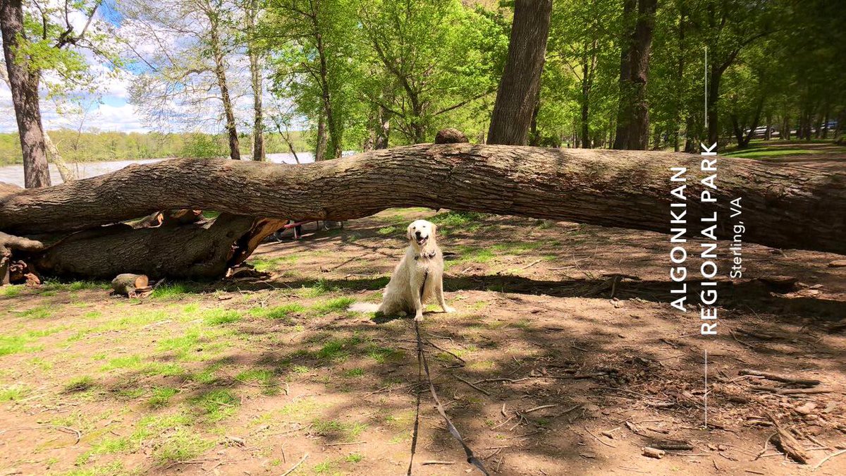 TinaBMD's tweet photo. Easter Bunny hunting 🐶🐾🐰@PuppyLondonIV we found you a ginormous stick!!! #Ice #Bffs #wetandmuddybliss https://t.co/kswZrPwTYX