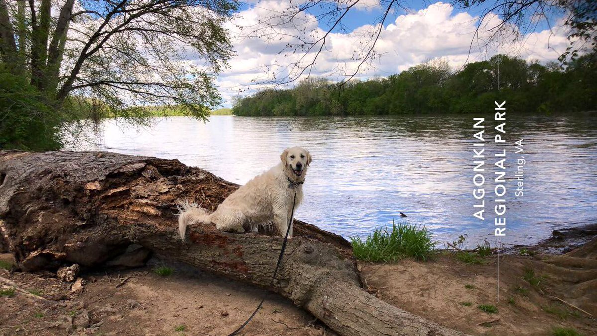 TinaBMD's tweet photo. Easter Bunny hunting 🐶🐾🐰@PuppyLondonIV we found you a ginormous stick!!! #Ice #Bffs #wetandmuddybliss https://t.co/kswZrPwTYX