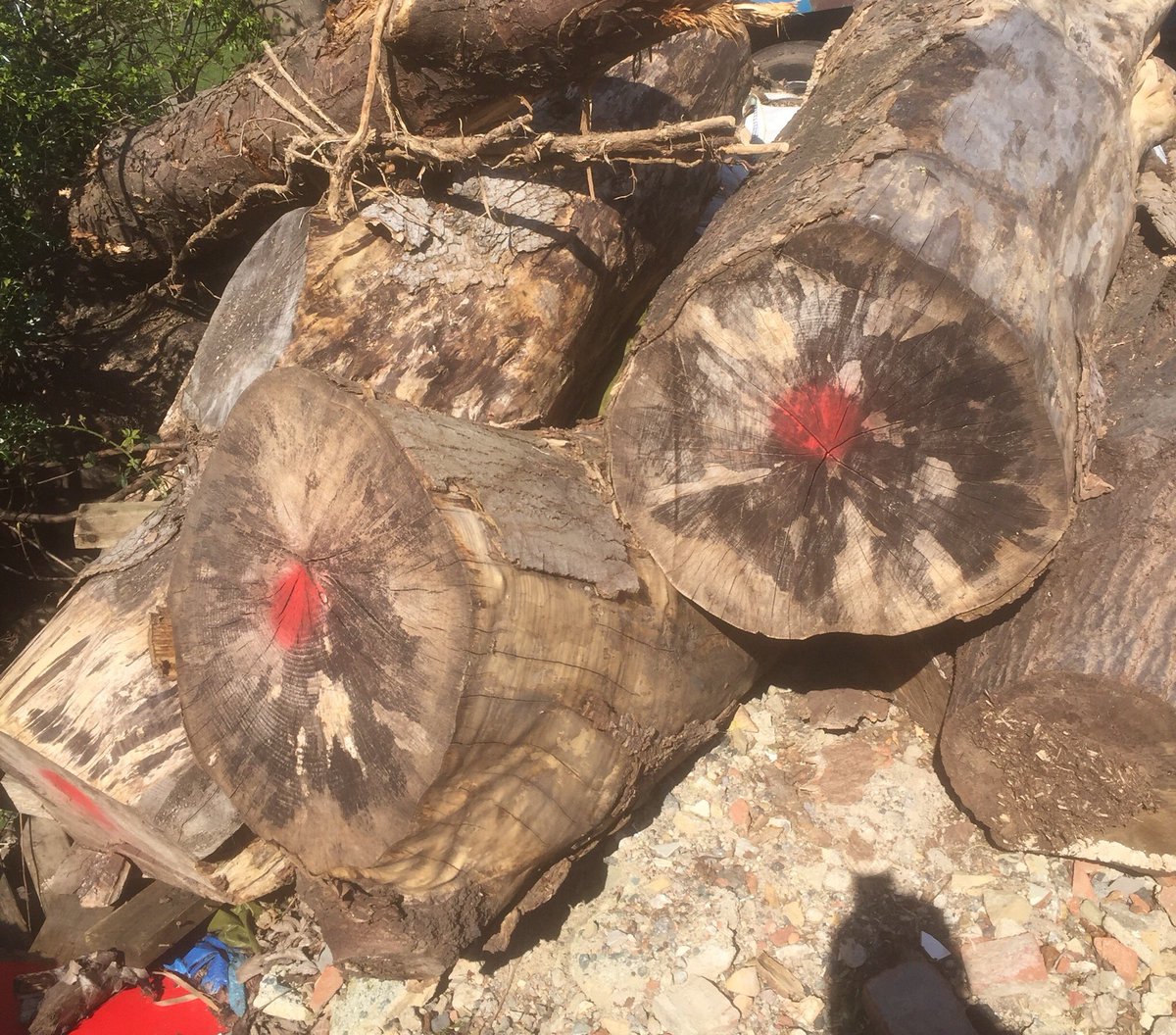 TEALEANDSONS's tweet image. Sycamores selected ready for milling in the next few weeks #liveedge #waneyedge #Britishtimber