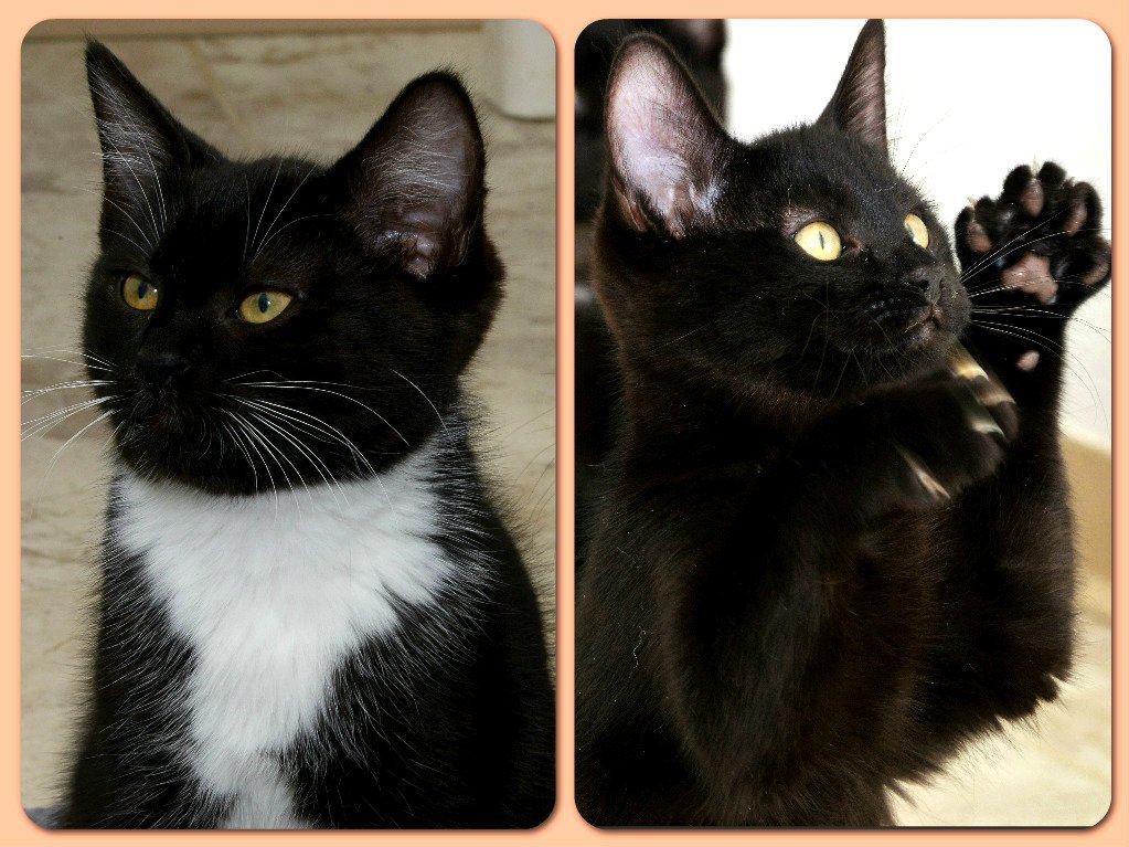 #SafeHavenCats #EasterWeekend #AdoptionSuccess Lilo & Stitch adopted Apr. 1st. Lilo [left] nka Bagheera & Stitch nka Baloo - both doing well. Baloo was right at home but Bagheera took a little longer to come around. #Adopt2Kittens - we take $10 off ea. cat if 2 adopted together✔