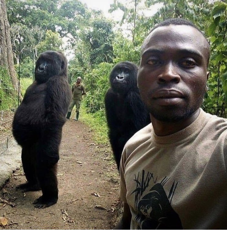 1smus's tweet photo. Possibly the greatest selfie ever taken, a ranger and friends at Virunga National Park in DR Congo. #hudumanamba #EasterSunday #Nairobian https://t.co/UmJd4AnAB3