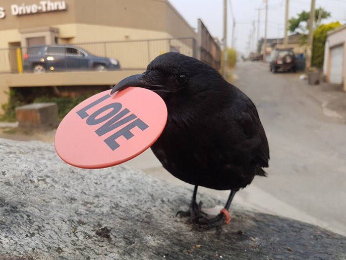 crow with a button which reads love