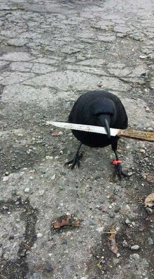 CROW WITH A KNIFE