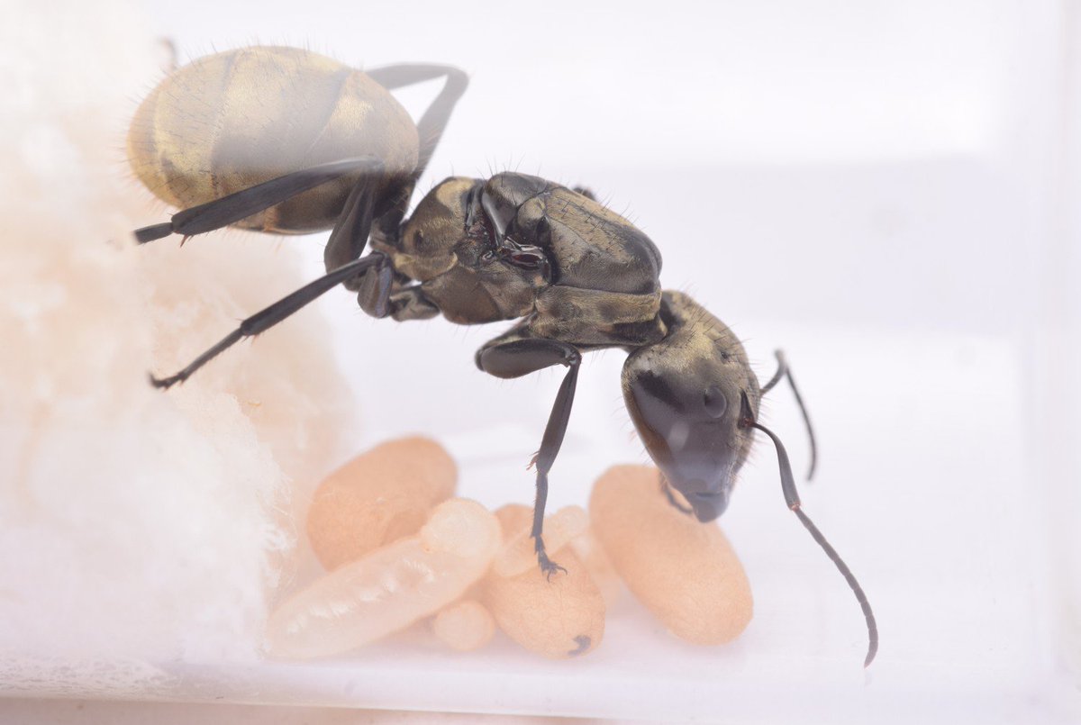 The golden Camponotus sericeiventris is one of the most beautiful carpenter ants of Ecuador. I found this young queen on a treefall, and this is her brood after a bit more than one month of colony foundation. She's doing a great job!