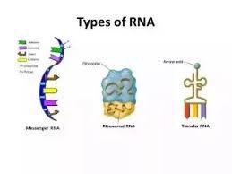 BlaiseM10's tweet photo. @UNKBiol106AC This week in lab, we learned about three different kinds of RNA: ribosomal RNA, messenger RNA, and transfer RNA. #106Week14ACS19 https://t.co/4EbZqcHJkg