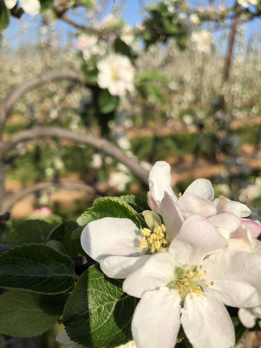 RedWindsorApple's tweet photo. Beautiful blossom with pollination in action. Orchards full of insects today on our “blossom walk” through the Red Windsor https://t.co/jknhGXwpdn