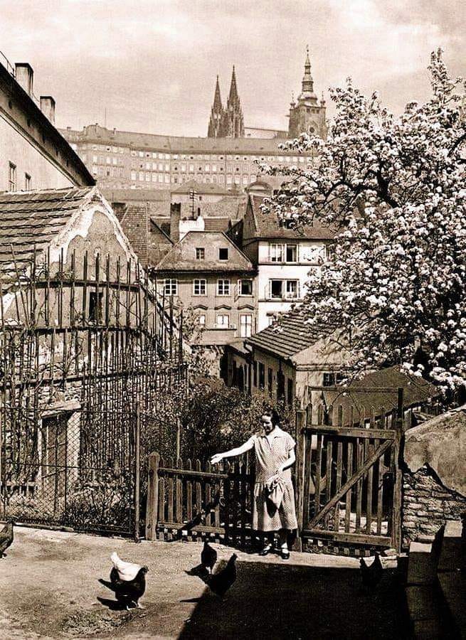 Paolo1264's tweet photo. Jan Posselt. A Woman Feeding Hens in the Courtyard, Prague, 1931. https://t.co/QwpAf9vhEn