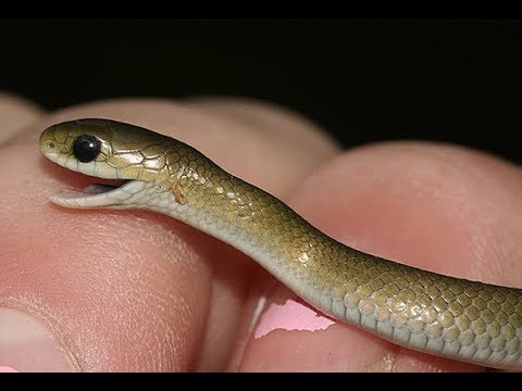 notsoyoungthug's tweet image. How sarutobi sees Orochimaru vs how the world sees him