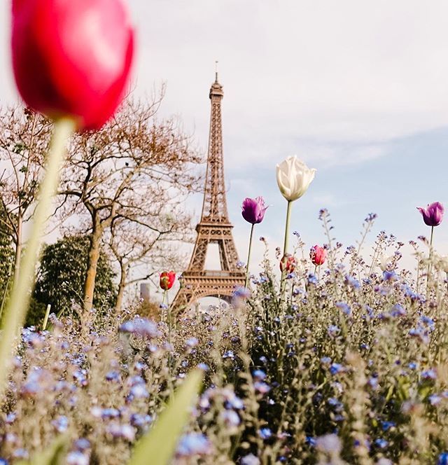 clairewickenden's tweet photo. Happy Easter from Paris 🌷 https://t.co/BqcLtg89qA