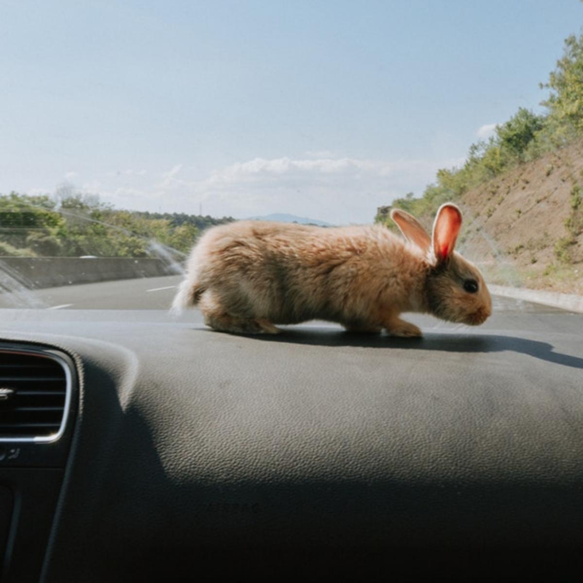 TransTechFXBG's tweet image. Wishing you all safe travels and a Happy Easter!