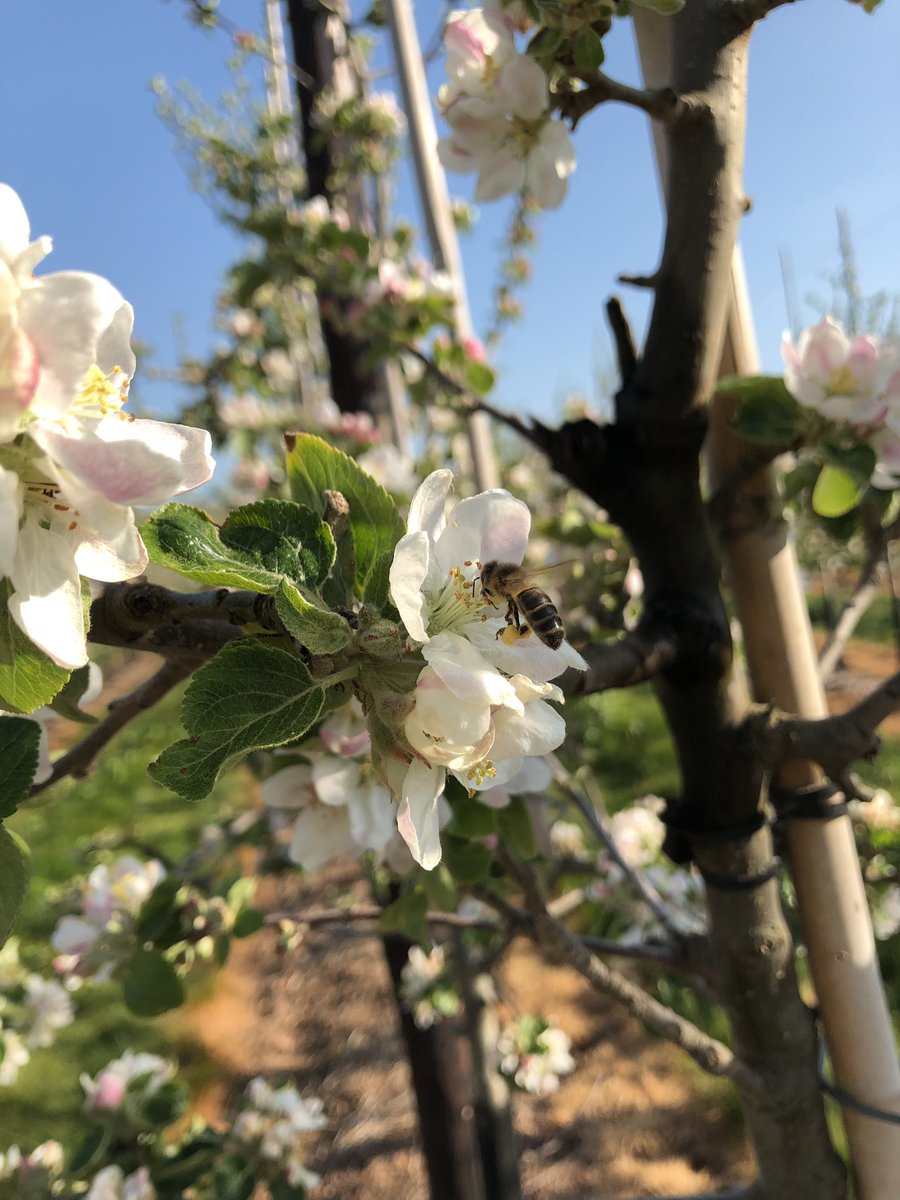 RedWindsorApple's tweet photo. More #pollination on our #blossomwalk today. Beautiful #blossom and loads of #bees in our @RedWindsorApple orchards today https://t.co/Gf7DywZesh