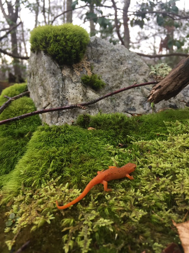 eusocialmeg's tweet photo. Rainy Spring Solitude #appalachain #nj #wildlife https://t.co/fp8XGuUgfs
