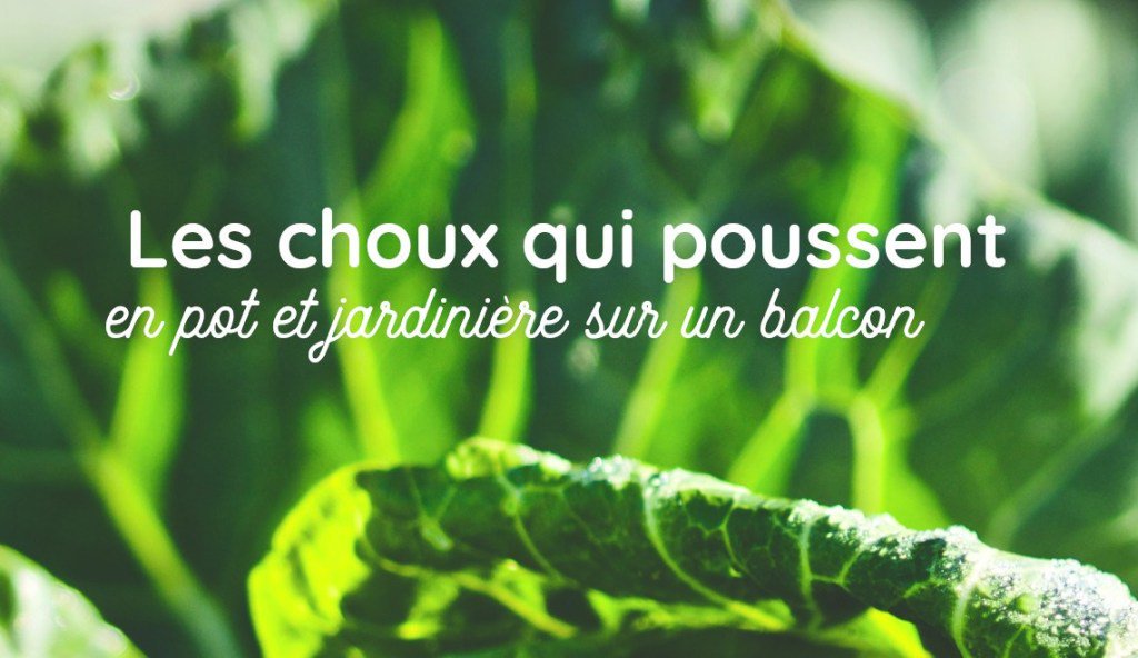 7 choux qui poussent en pot et jardinière sur balcon et quelques conseils pour ne pas être dans les choux ! monpetitbalcon.fr/blog/2019/04/2…