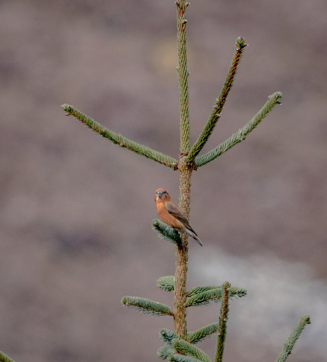 Exhausting but rewarding day walking the #CairngormsNationalPark in beautiful conditions ~ Photos of Red Grouse, Wheatear, Common Sandpiper & Crossbill but so much more with Scottish Crossbill, Siskin, Redstart, singing Tree Pipits, Osprey, Black Grouse, Ring Ouzels & Grey Wags!