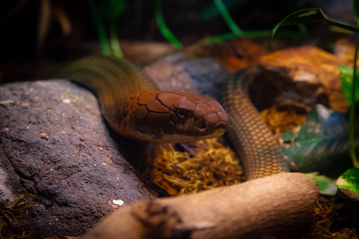 King Cobra - San Diego Zoo #Green #Brown #Yellow #Snake #Cobra #SanDiego #SanDiegoZoo #Canon #Nature #Photography #Conservation #Wildlife #WildlifePhotography