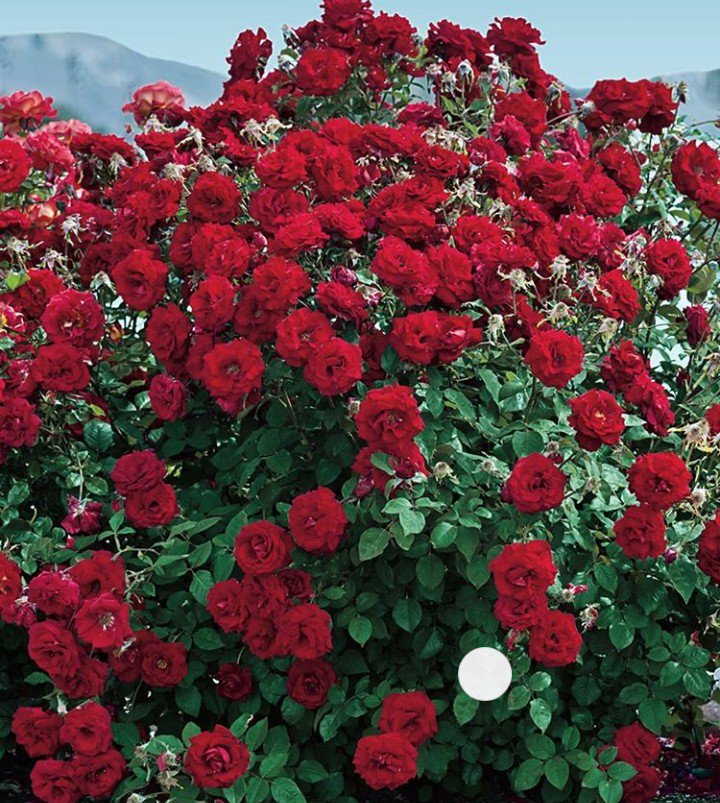 RoseMatern tweet picture