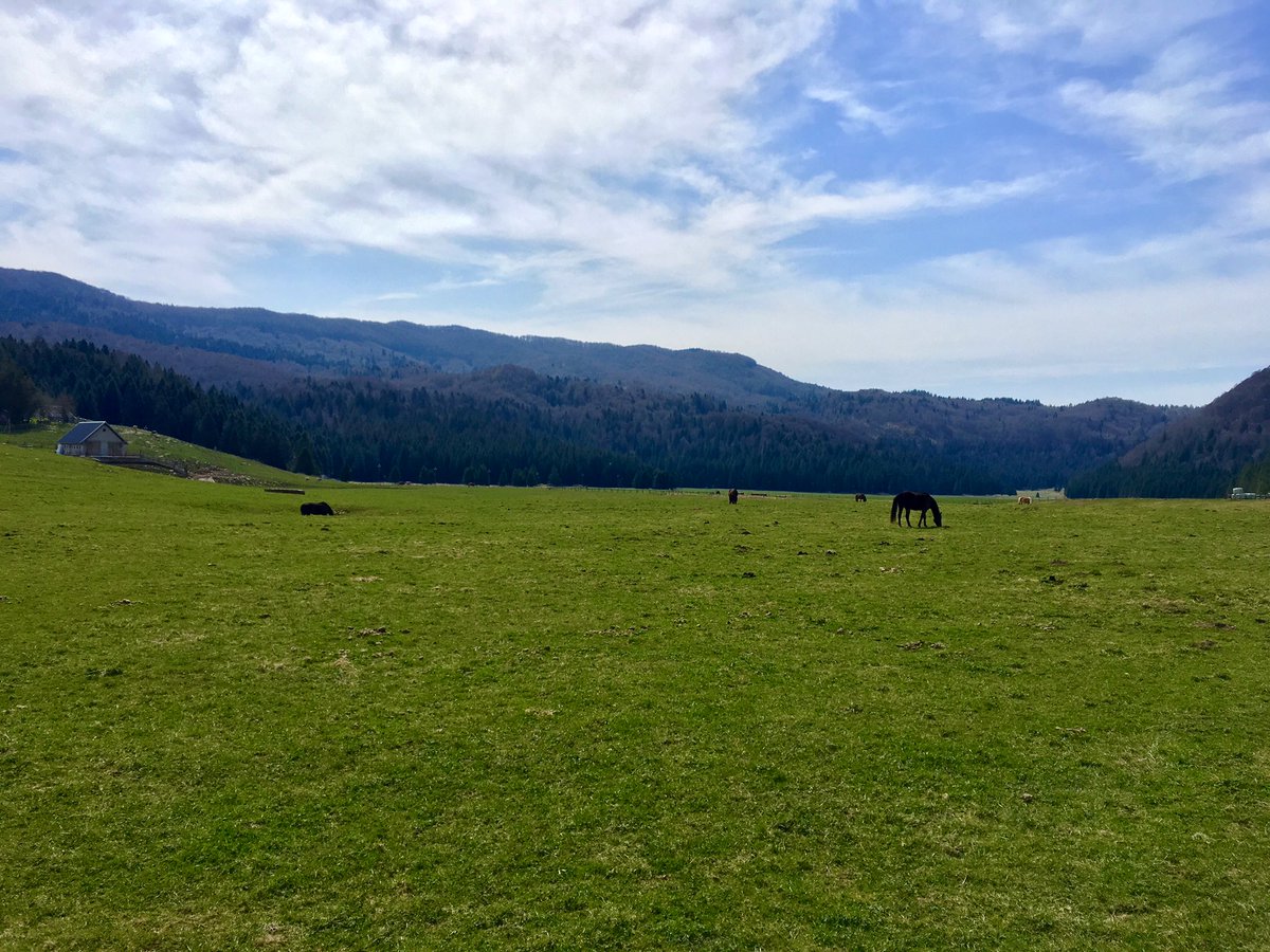 per4piedi's tweet photo. “Pasqua è festa per migratori che si affrettano al viaggio”. 

E oggi ho viaggiato, correndo in un luogo magico, che si chiama #Cansiglio ☺️

#4piedi #MakeItBright #iocorroqui #CansiglioStateofmind #visitVeneto 

@runlovers @Diadoraofficial @GocciadCarnia @TurismoVeneto https://t.co/60vImj18ro