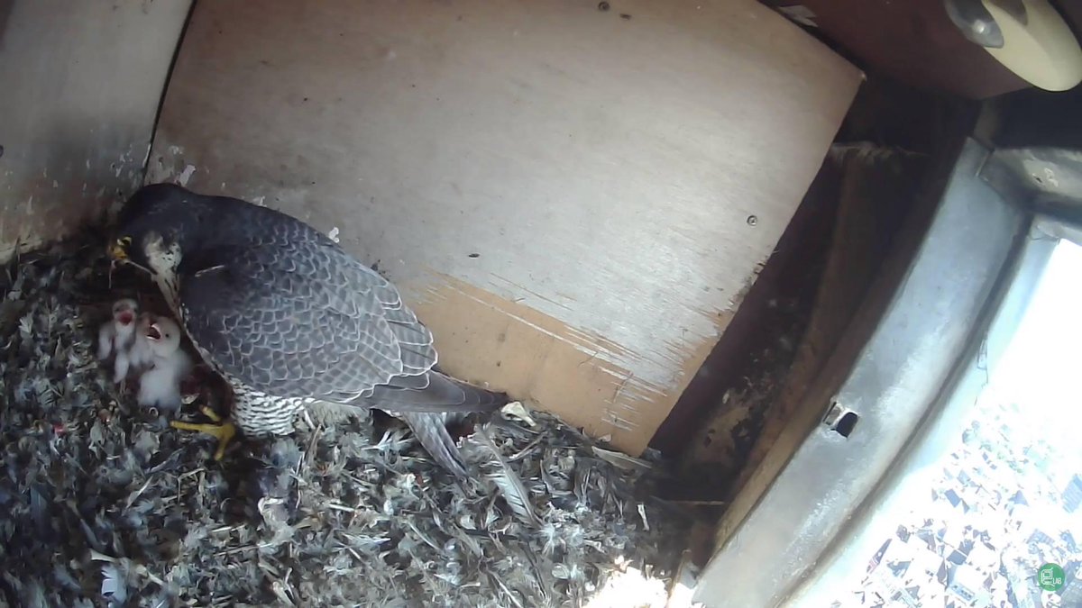 Maman faucon et ses 3 petits vous souhaitent une très joyeuse fête de Pâques ! 🐥🐥🐥

youtube.com/channel/UCjgx-…