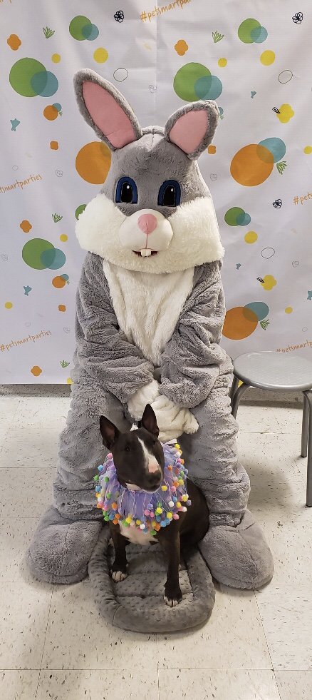 Happy Easter Everyone! HARRY digs the Easter Bunny!