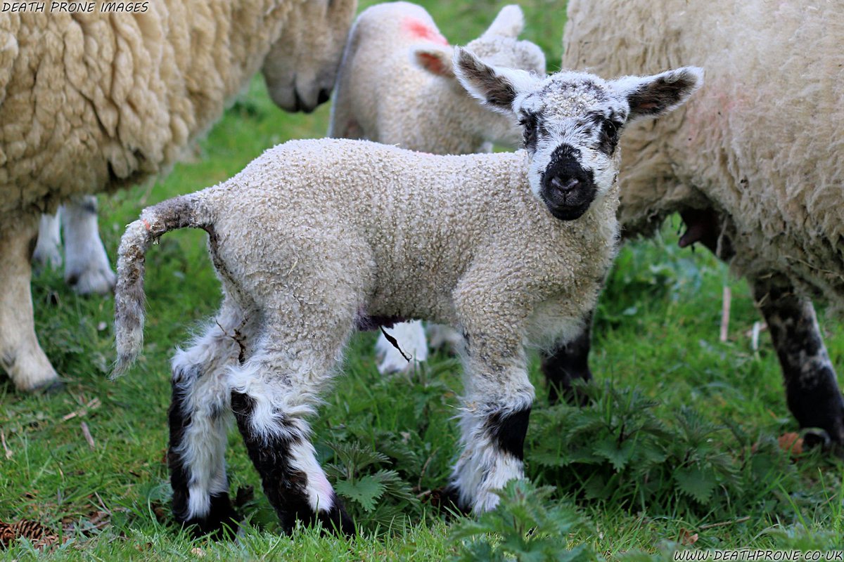 TheDeathProne's tweet photo. Happy Easter! Had the pleasure of photographing lots of lambs, these little baby sheep were just so cute! Visit my site to see more: https://t.co/VVcNUwCei2 #happyeaster #easter #holidays #greetings #spring #lamb #lambs #sheep #photo #photooftheday #photography #picoftheday #cute https://t.co/dPKw6FXFMH