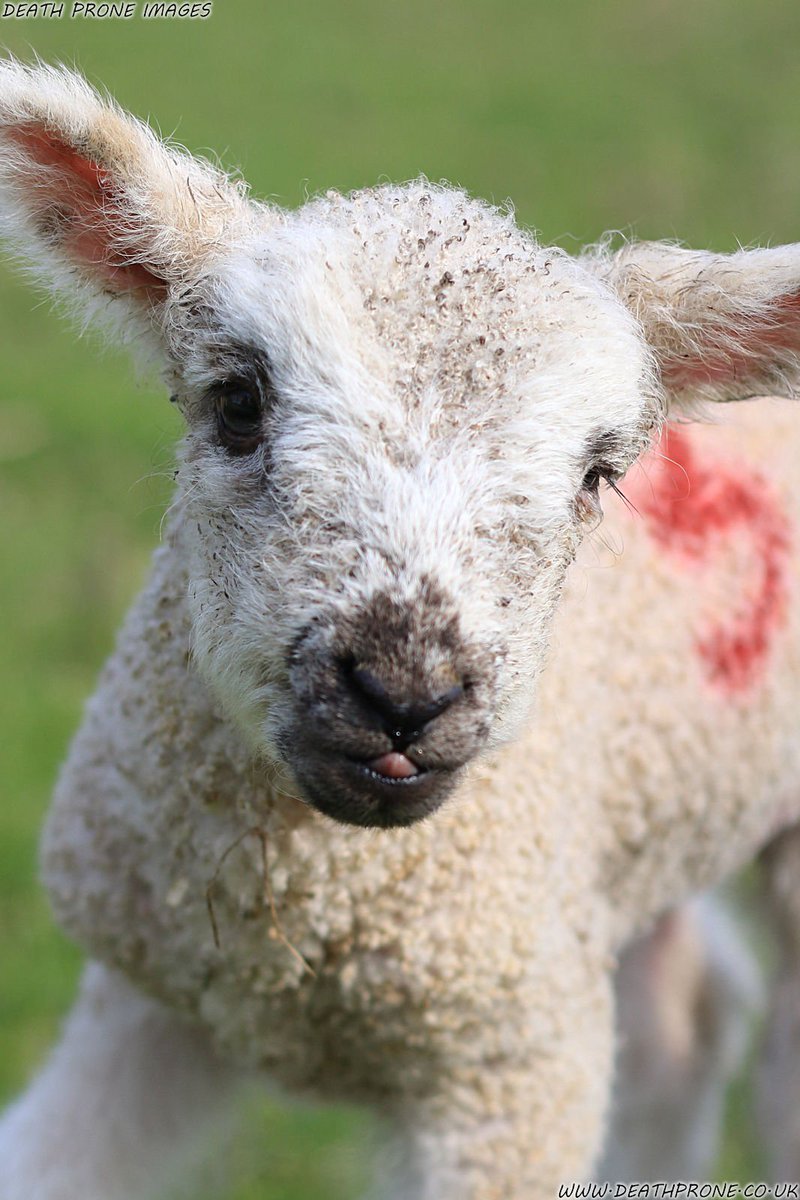 TheDeathProne's tweet photo. Happy Easter! Had the pleasure of photographing lots of lambs, these little baby sheep were just so cute! Visit my site to see more: https://t.co/VVcNUwCei2 #happyeaster #easter #holidays #greetings #spring #lamb #lambs #sheep #photo #photooftheday #photography #picoftheday #cute https://t.co/dPKw6FXFMH