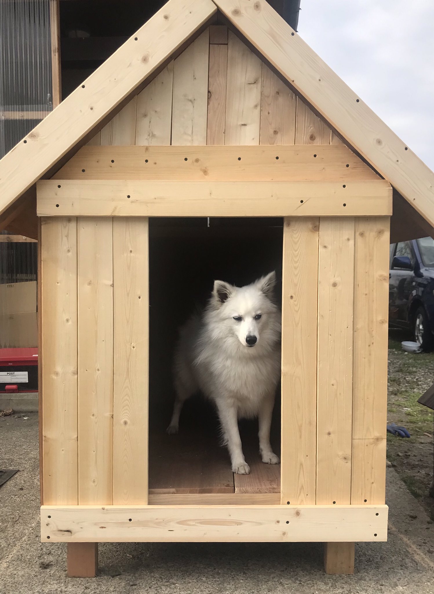 もやし125 当の犬もこの顔である T Co Vkpuaclafr Twitter もやし125 当の犬もこの顔である T Co Vkpuaclafr Twitter