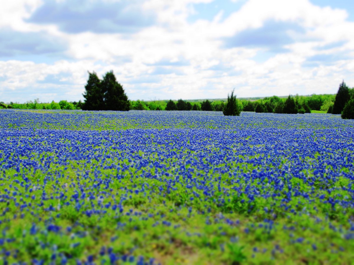 quantumbonde's tweet image. Had a great time in #EnnisTX along the #BluebonnetTrail.